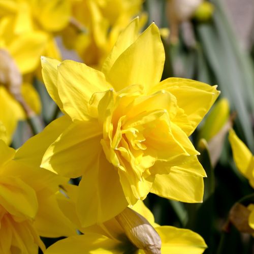 Golden Ducat Double Daffodill
