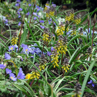 Thumbnail for Grape Hyacinth 'Muscari Golden Fragrance'