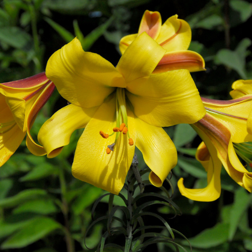 Lilium Trumpet 'Golden Splendour' (Trumpet Lily)