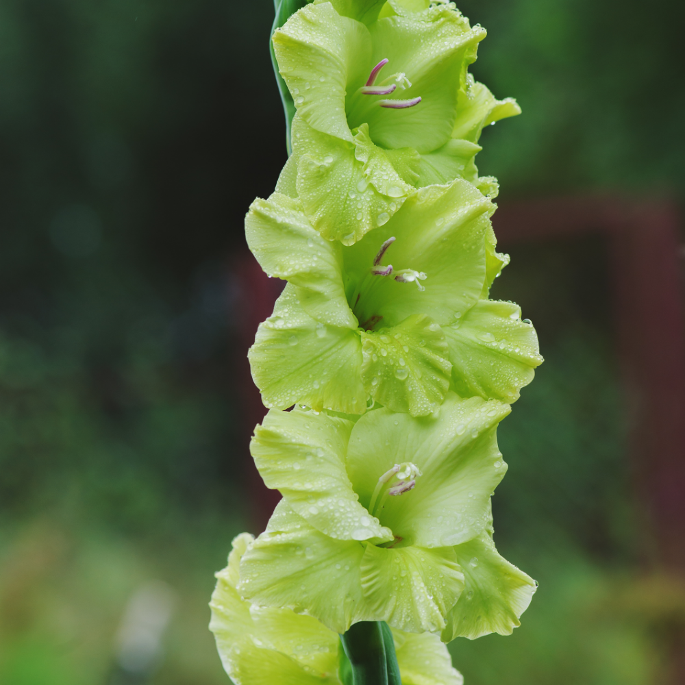'Green Star' Large Flowering Gladiolus