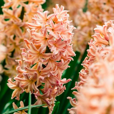 Hyacinth 'Gypsy Queen' 1927 Heirloom