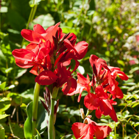 Thumbnail for Canna Cannasol 'Happy Carmen'