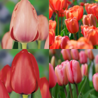 Thumbnail for Darwin Hybrid 'Design Mixture' Tulip (Mid to Late)
