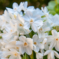 Thumbnail for Inbal Paperwhite Bulbs