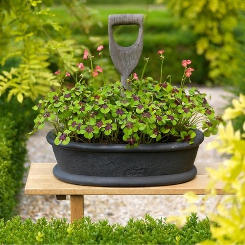 Oxalis 'Iron Cross', Shamrocks