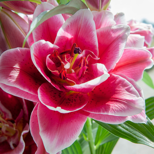 Roselily 'Isabella' (Double Oriental Lily, Lilium, Lily Div VII)