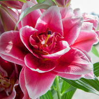 Thumbnail for Roselily 'Isabella' (Double Oriental Lily, Lilium, Lily Div VII)