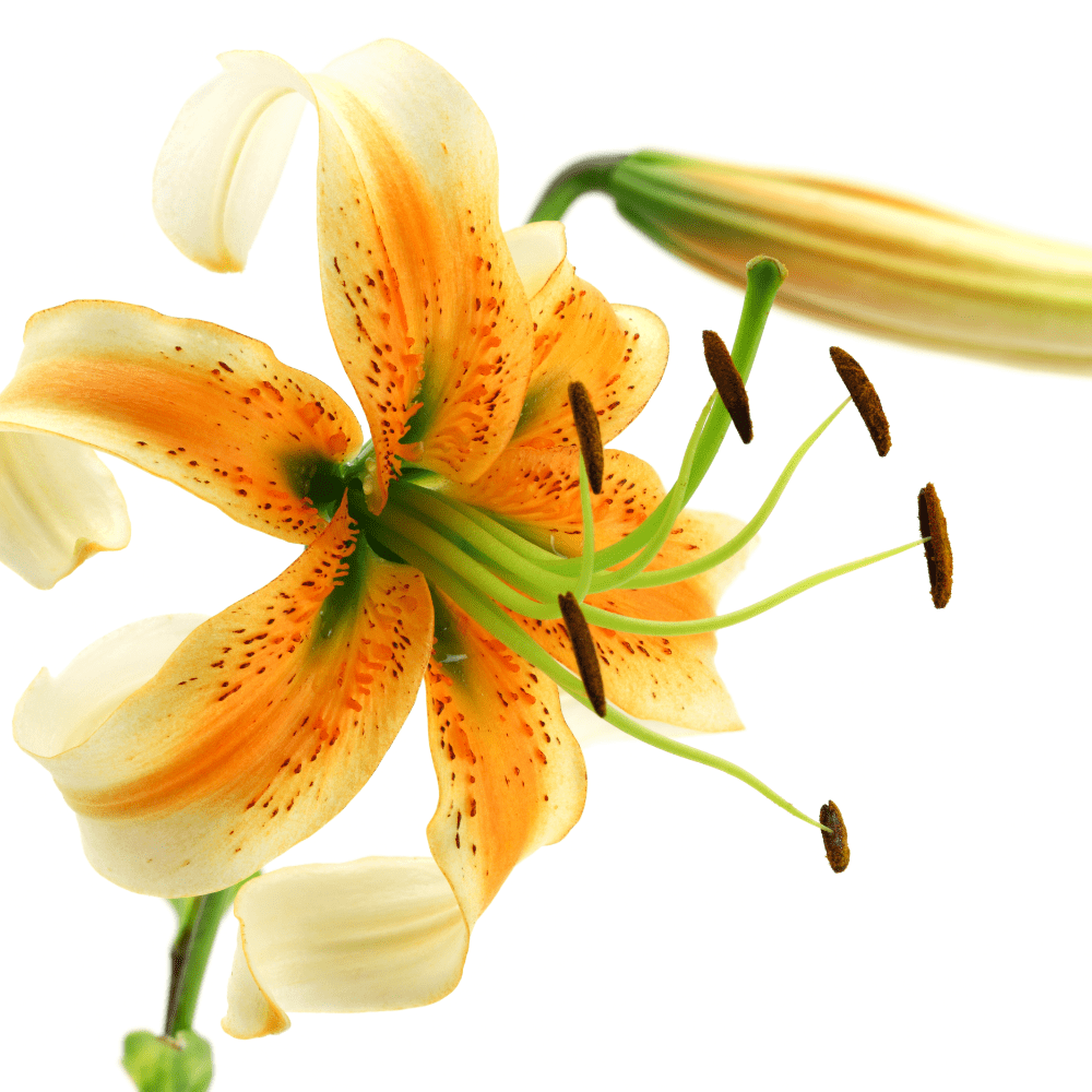 Lady Alice Martagon Lily