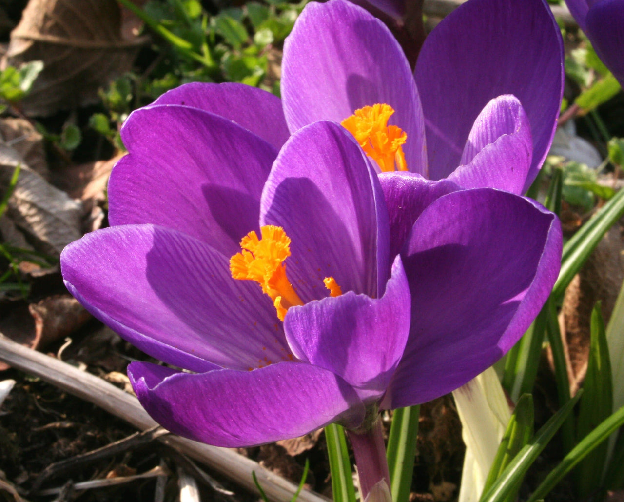 Flower Record Crocus Large Flowering , Purple Crocus