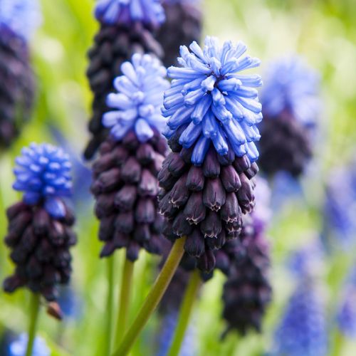 Latifolium Muscari Bulbs