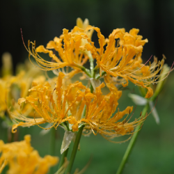 Aurea Lycoris Spider Lily, Yellow Naked Ladies, Surprise Lily (Hardy to Zones 4)