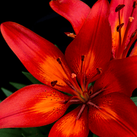 Thumbnail for Matrix Asiastic Orange Lily