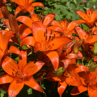 Thumbnail for Matrix Orange Asiatic Lily