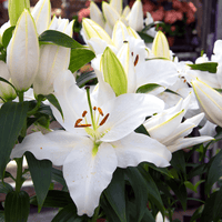 Thumbnail for Mervia White Oriental Lily