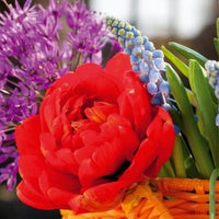 Thumbnail for Miranda Double Late Tulips Bulbs