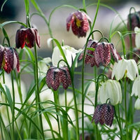 Thumbnail for Fritillaria Mixture - Checkered Lily, 1572 Heirloom