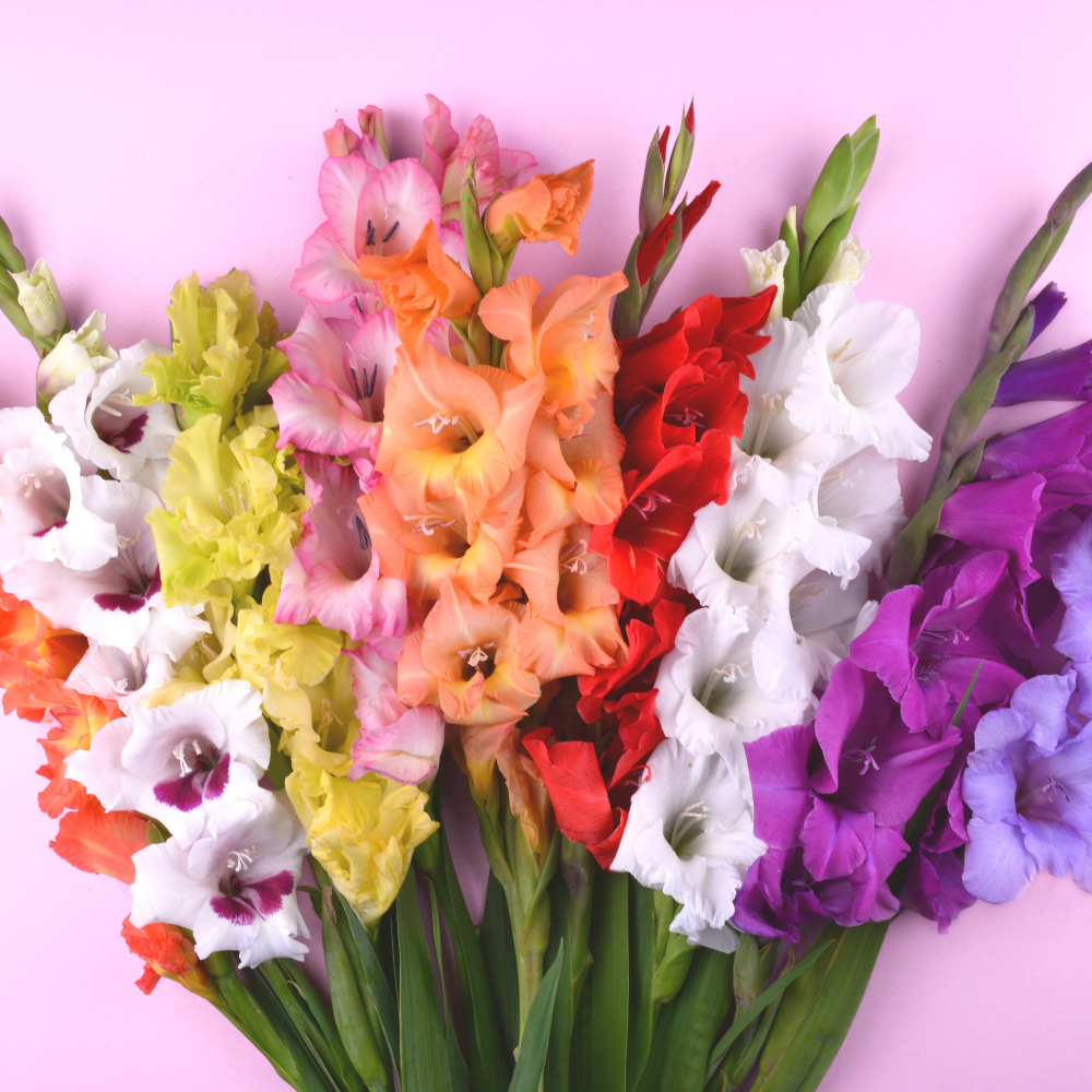 'Rainbow Mixture' Large Flowering Gladiolus