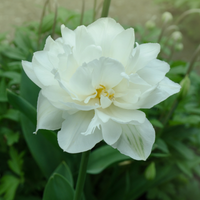 Thumbnail for 'Mondial' Double Early Tulip (Double Early Tulip)