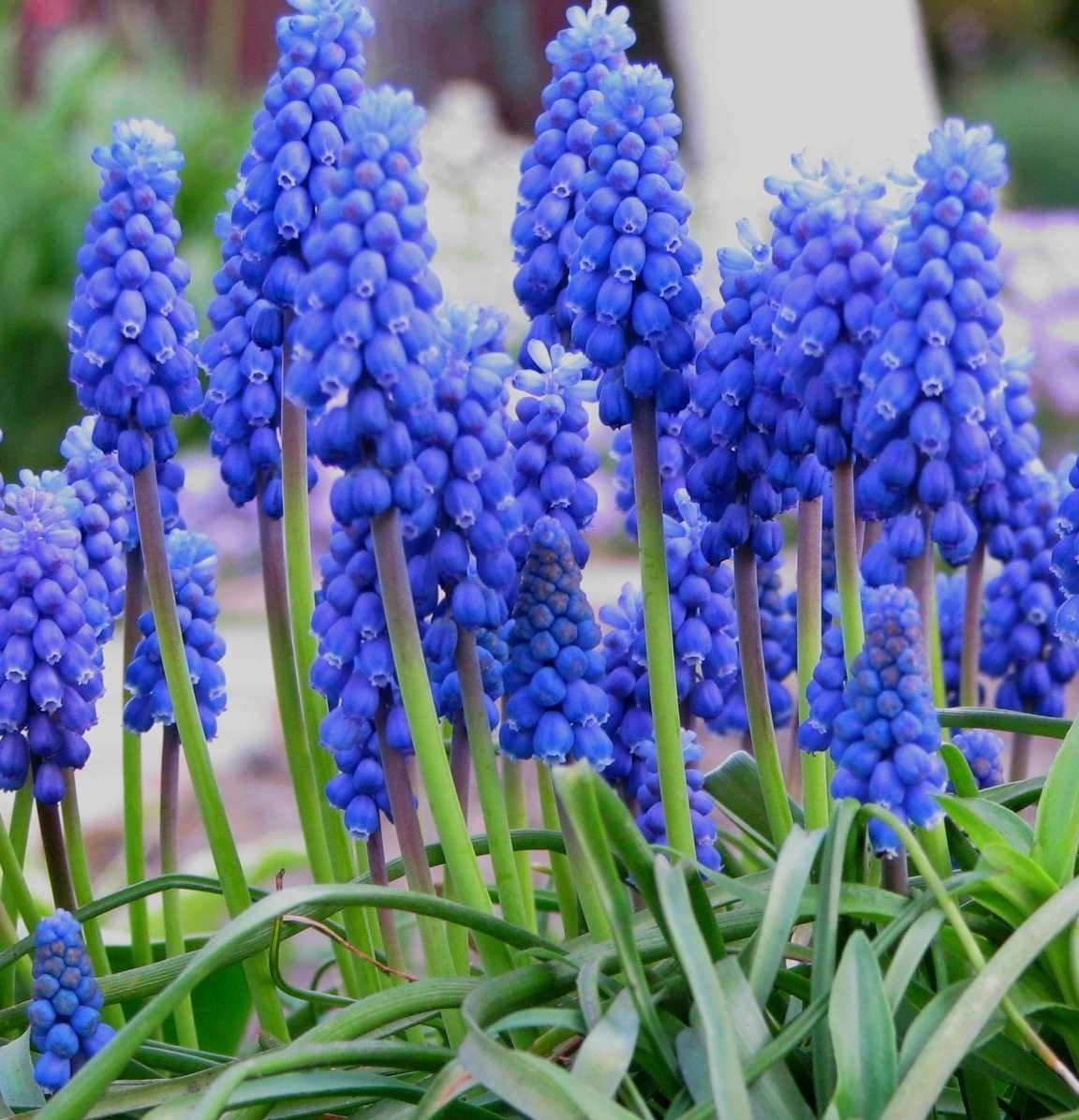 Muscari Armeniacum, Grape Hyacinth Bulbs