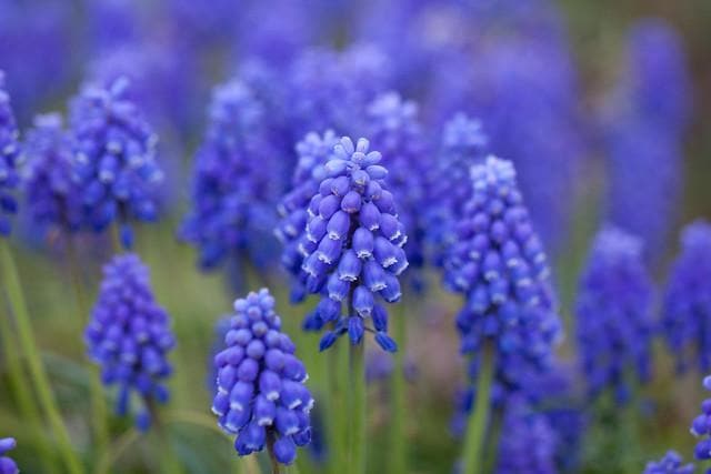 Grape Hyacinth 'Muscari Armeniacum'