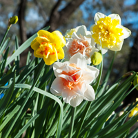 Thumbnail for Double Daffodil 'Mixture' Daffodil (Early to Mid)I