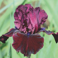 Thumbnail for Neptune's Wine Bearded Iris