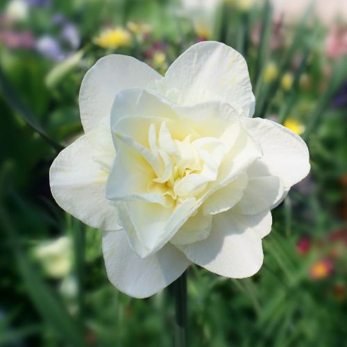 Obdam White Daffodil