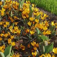 Thumbnail for Specie Crocus 'Orange Monarch' Bulbs