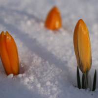 Thumbnail for Specie Crocus 'Orange Monarch' Bulbs