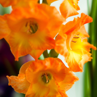 Thumbnail for 'Conco d'Oro' Large Flowering Gladiolus, Orange Glads