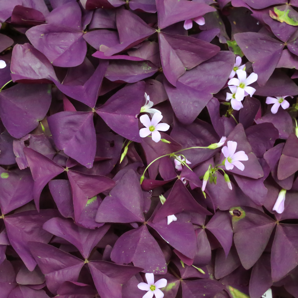 Oxalis 'Triangularis', Purple Shamrock