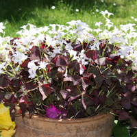 Thumbnail for Oxalis 'Triangularis', Purple Shamrock