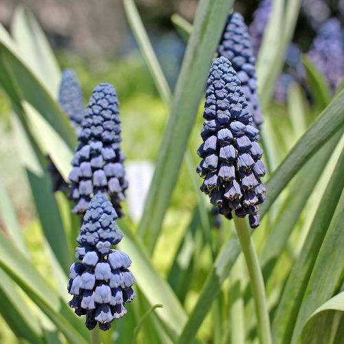Paradoxum Muscari
