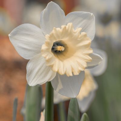 Large Cupped 'Passionale' Daffodil (Early to Mid)