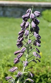 Imperial Fritillaria 'Persica' 1585 Heirloom Bulbs