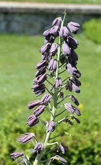 Thumbnail for Imperial Fritillaria 'Persica' 1585 Heirloom Bulbs