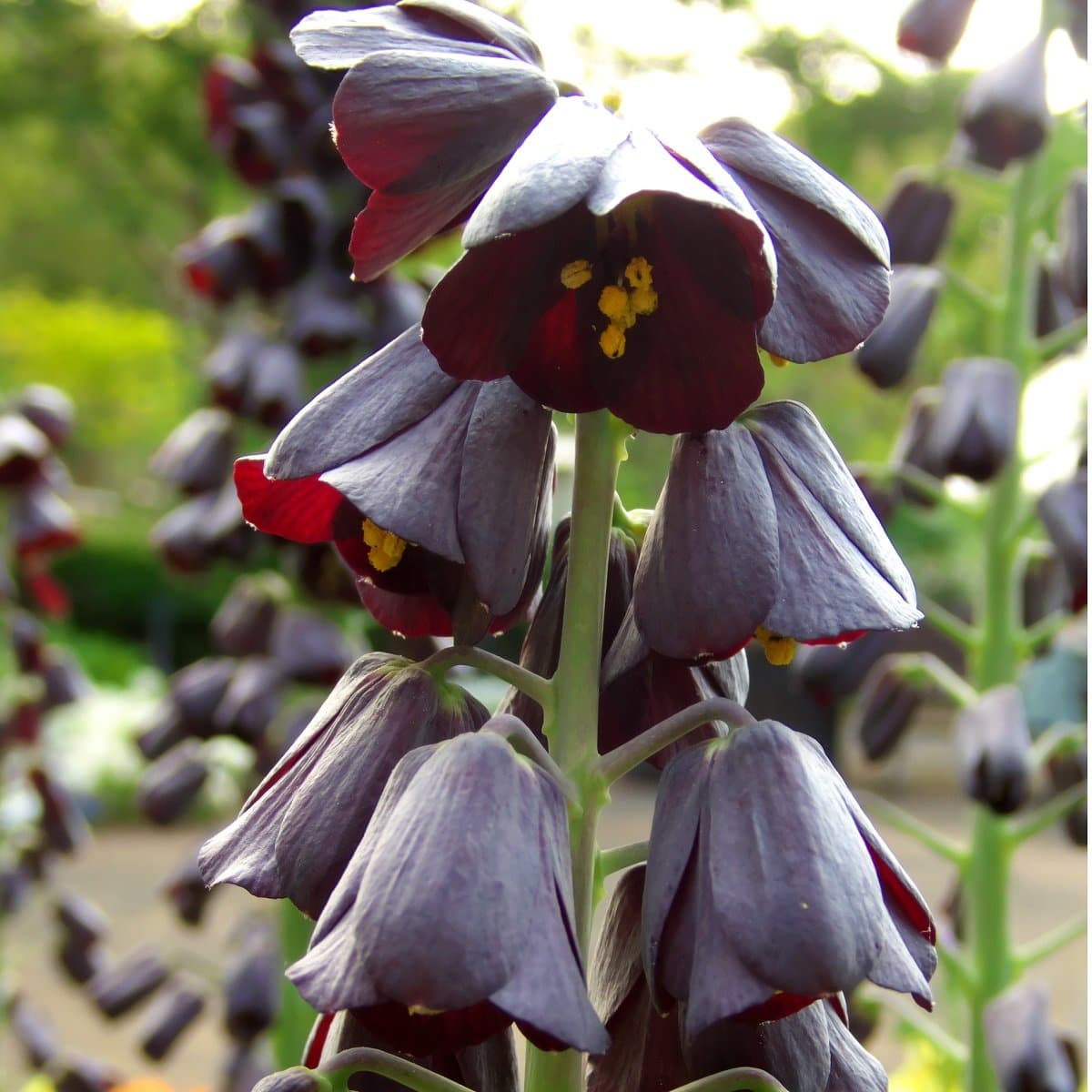 Imperial Fritillaria 'Persica' 1585 Heirloom Bulbs