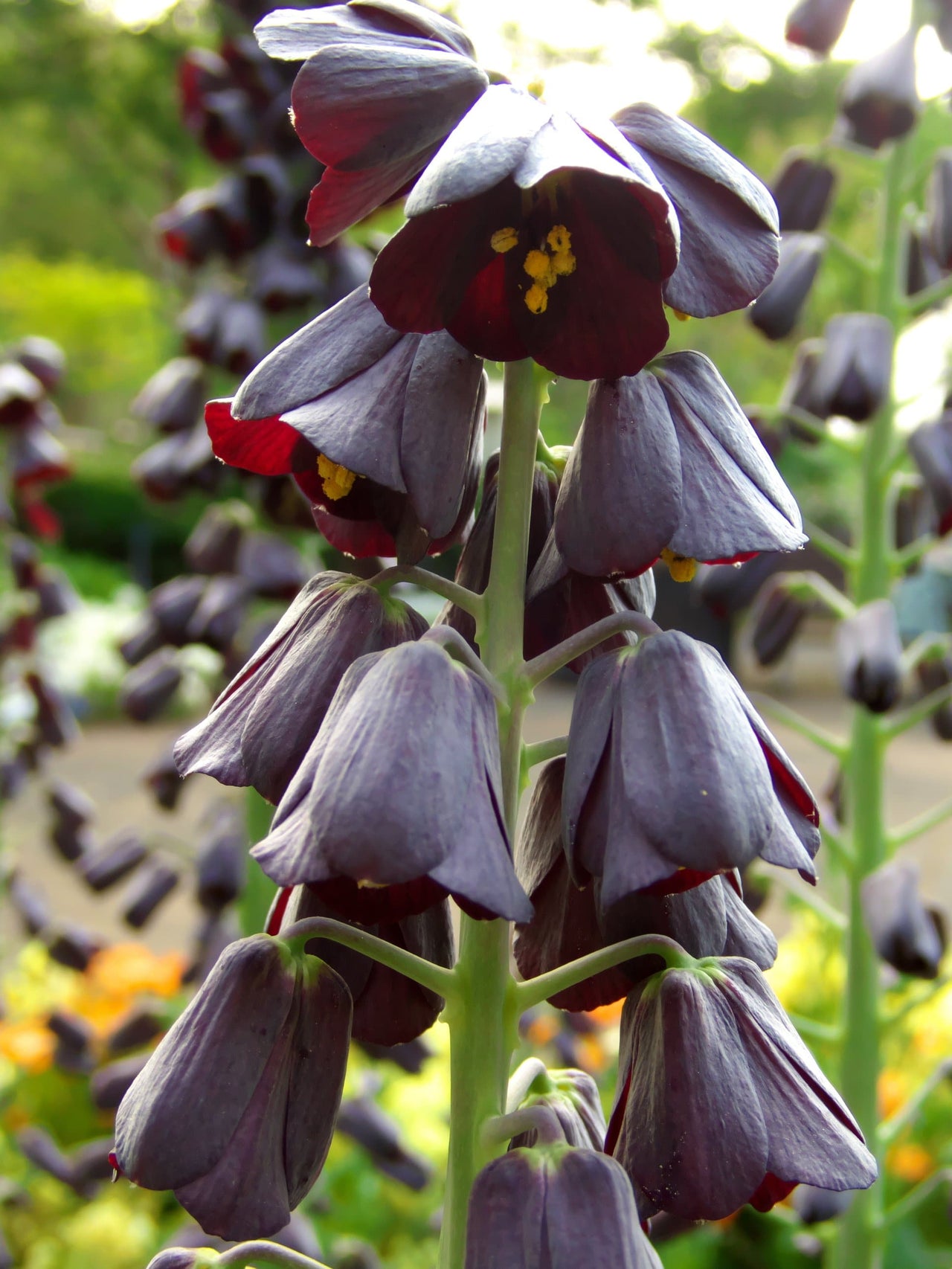Imperial Fritillaria 'Persica' 1585 Heirloom Bulbs