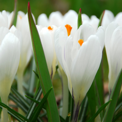 Crocus Large Flowering 'Peter Pan'