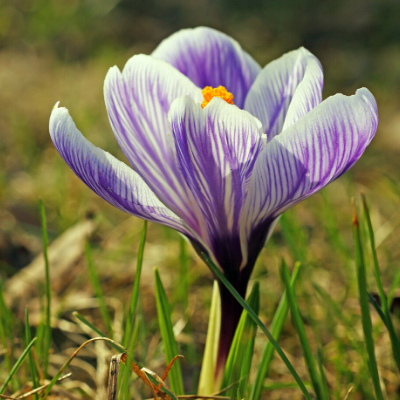 Crocus Large Flowering 'Pickwick' c1925 Heirloom