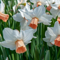 Thumbnail for Pink Charm Large Cupped Daffodil