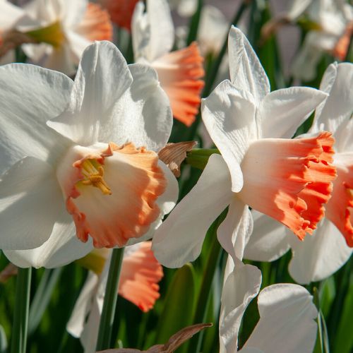 Pink Pride Large Cupped Daffodil