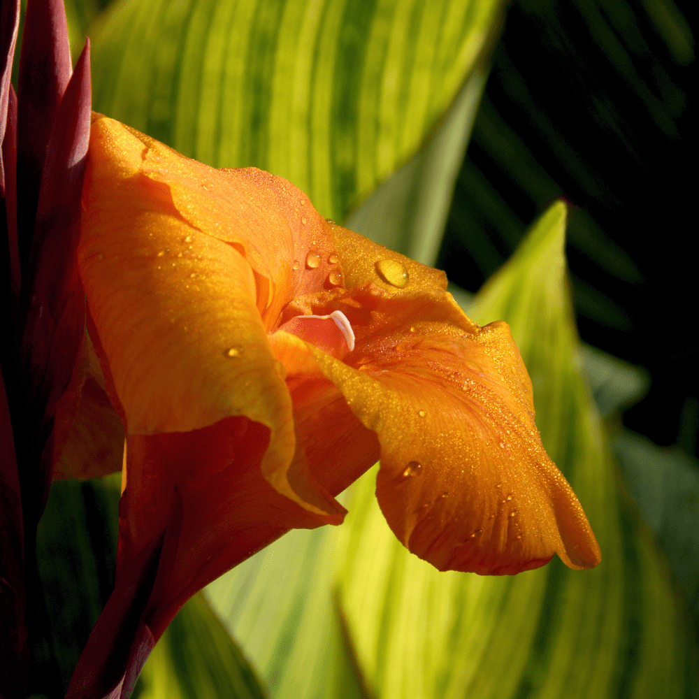 Pretoria Tall Canna Varigated Leaf