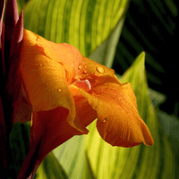 Thumbnail for Pretoria Tall Canna Varigated Leaf