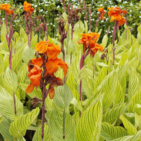 Thumbnail for Pretoria Tall Canna Varigated Leaf