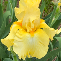 Thumbnail for Bearded Iris 'Harvest of Memories' (Rebloomer)