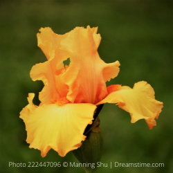 Bearded Iris 'Pure As Gold' (Rebloomer)