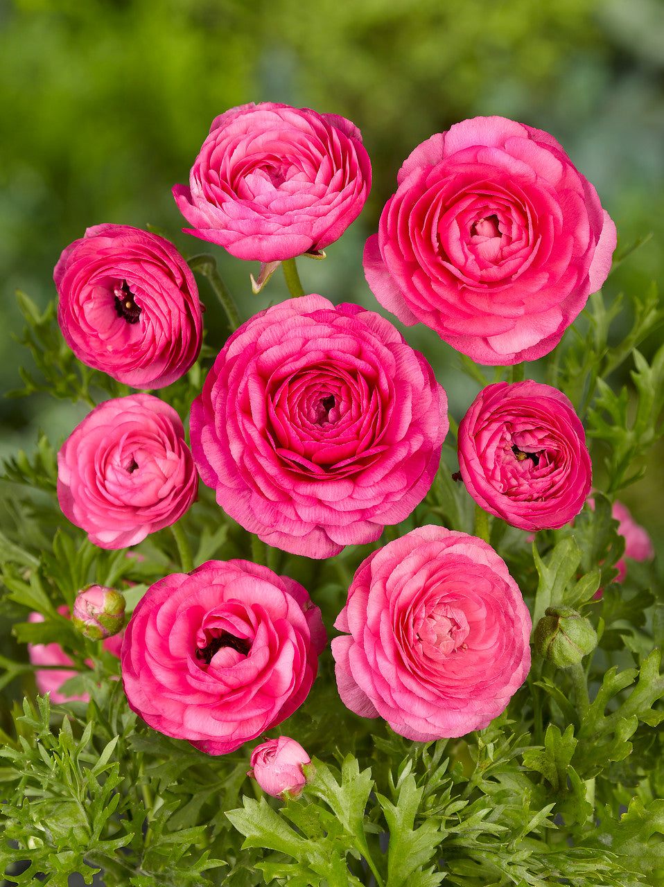 Ranunculus Pink (Ranunculus Aviv)