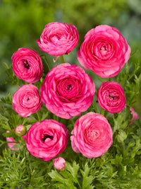 Thumbnail for Ranunculus Pink (Ranunculus Aviv)