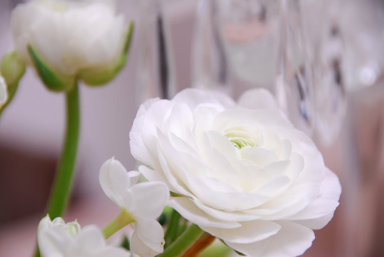 Ranunculus White (Ranunculus Aviv)